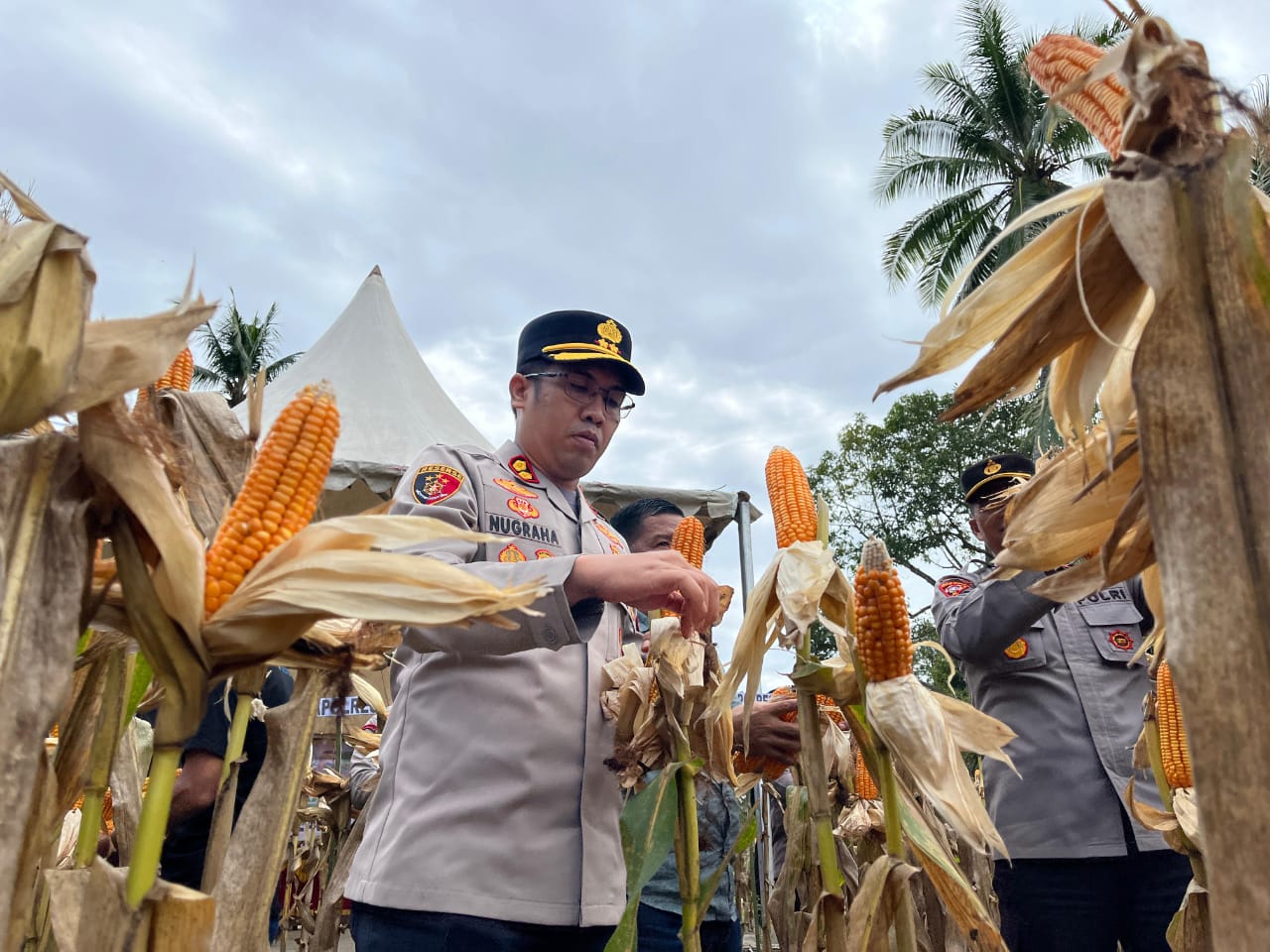 Wujudkan Ketahanan Pangan, Kapolres Luwu Utara Pimpin Panen Jagung di Desa Mario